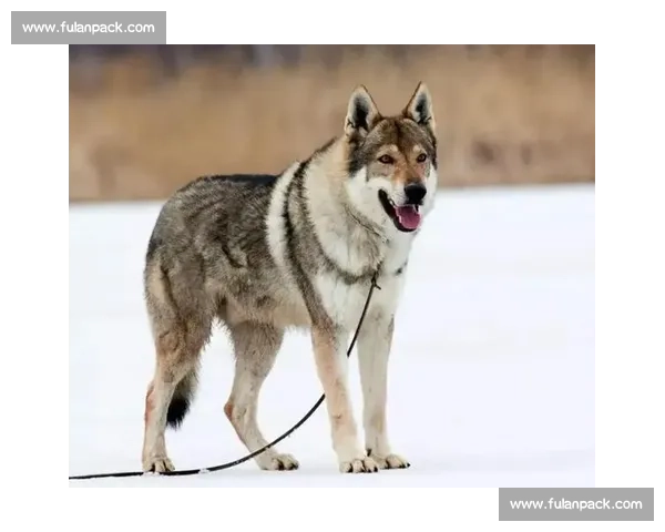 以捷克狼犬对决为核心的综合评估与训练策略全景解读与应用指南
